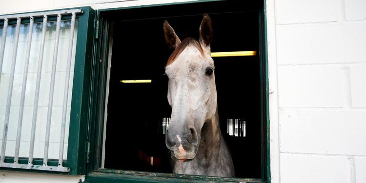 Entreprenörsprojekt ska lyfta hästnäringen