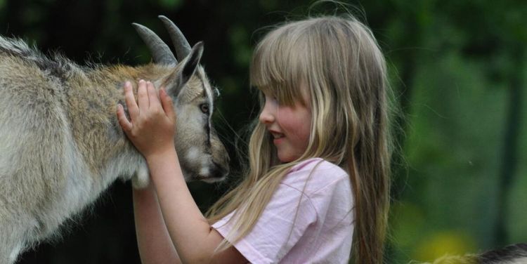 Ny forskning: getter dras till glada ansikten