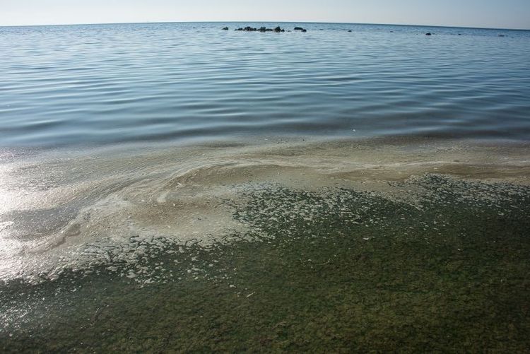 Forskarna överraskades av att svenskproducerad mat läcker så stora mängder forsfor, som bland annat bidrar till algblomning och döda havsbottnar.