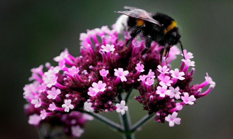 Uppdraget: Hjälp dem överleva