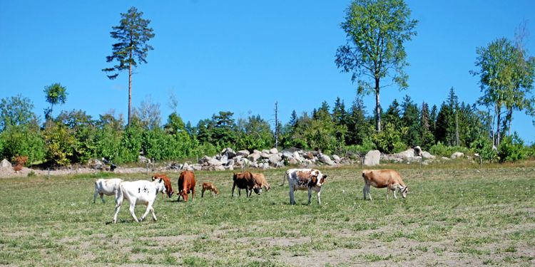 Fler regellättnader på grund av torkan