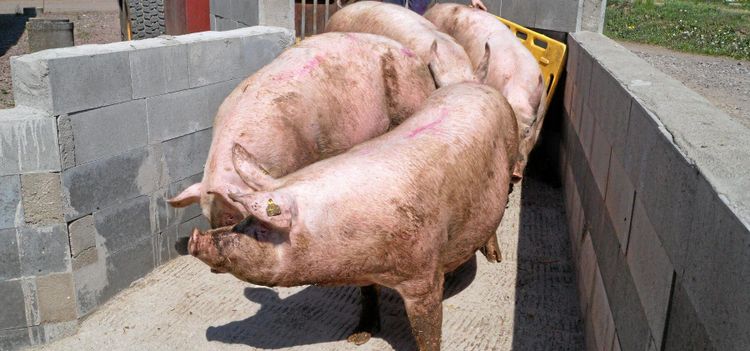 Grisinspektion görs med trubbiga verktyg