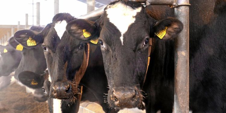 Samarbete ska ge bättre kunskap om antibiotika