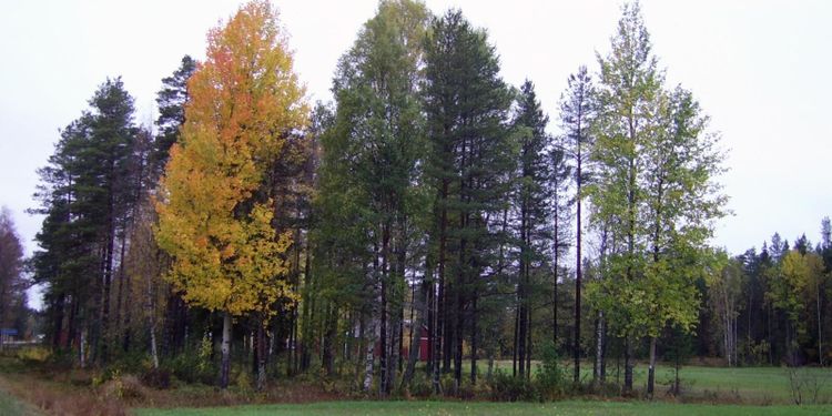 Aspens oväntat snabba klimatanpassning