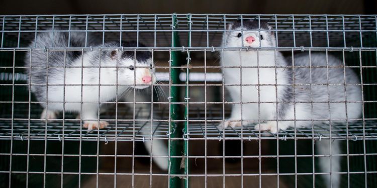 Svajigare än någonsin för minkuppfödarna