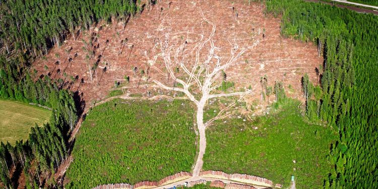 15 år efter stormen Gudrun: Björken tar tallens plats