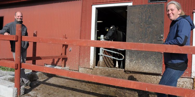 Gick från uppbundet till robot – med 57 kor