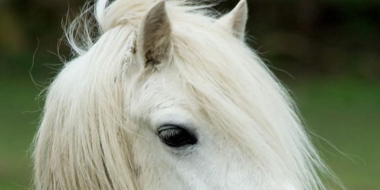 Kritik mot ponnykalasen - barn målar på hästar