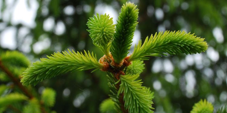 Säljer granar till stöd för drabbade jordbrukare