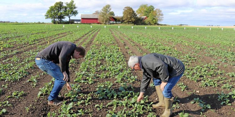 Strategierna för högsta rapsskörden