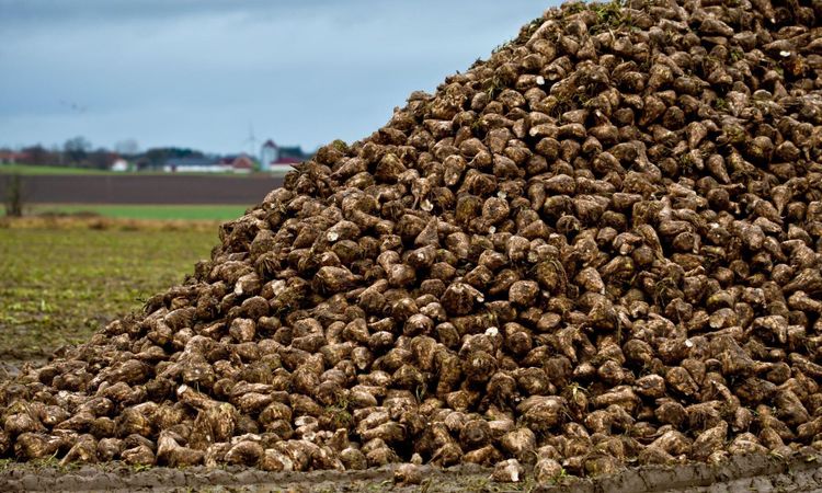Betodlarna efter bakslaget: ”Vi är inte framme ännu”