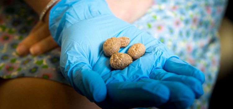 Potatisens historia skrivs om