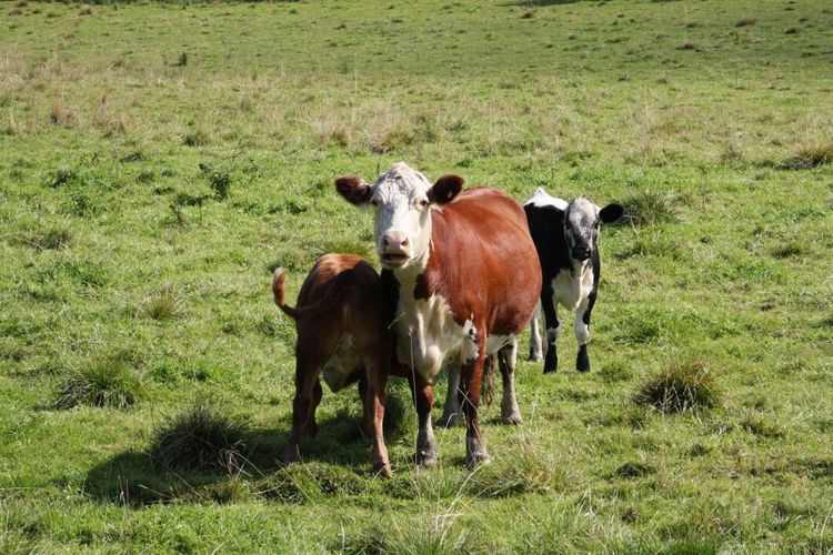 Färre men större gårdar med kalvuppfödning