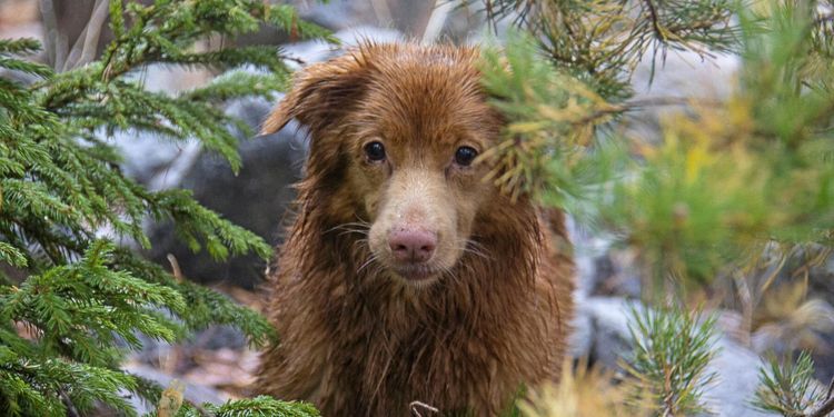 Jakten där hunden är lockbetet