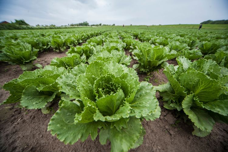 Kunskapsluckor och kostnader är flaskhalsar när det handlar om att använda nya innovativa metoder för gödsling i frilansodlade grönsaker konstateras i en ny rapport.