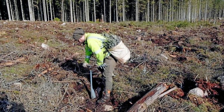 Bekräftat – det blir undantag för skogsarbetare