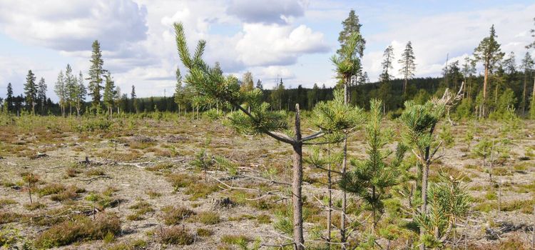 Höjd ersättning för betesskador