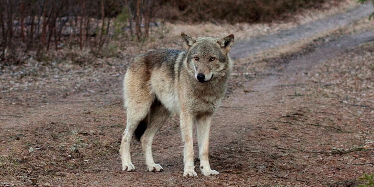 Fler får attackerade – vargjakt trappas upp