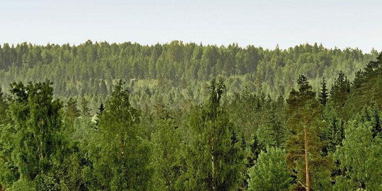 Metsä börjar med blandföryngring