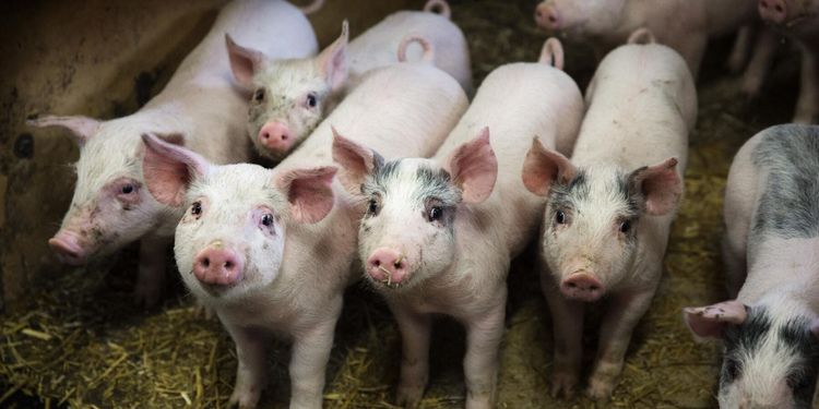 ”Vi är stolta över vår grisproduktion”