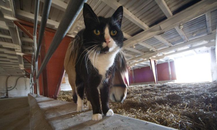 Allt fler katter smittas av salmonella