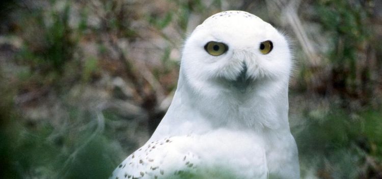 Nya fåglar har rödlistats