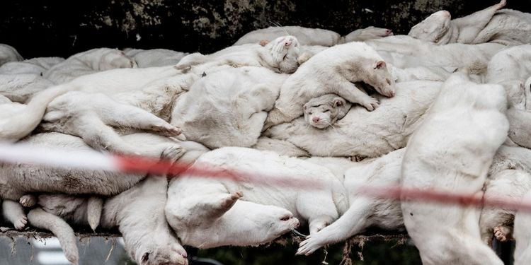 Polen har upptäckt covid-19 hos mink