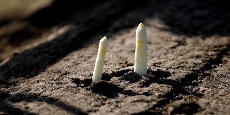 Kris för odlare av vårens vita guld