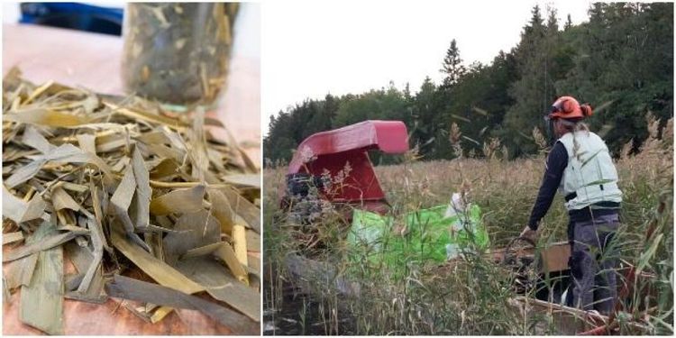 ATL TV: Ensilerad vass kan bli framtidens foder