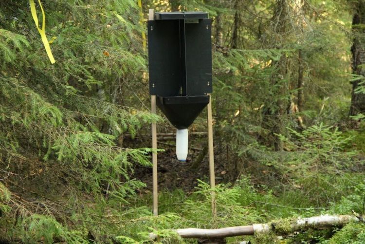 En feromonfälla för bastborrar ute i skog under fältförsök.