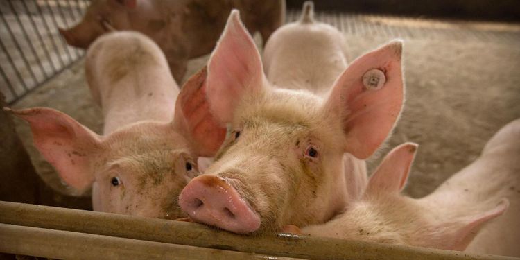 Nytt utbrott av svinpest i Kina