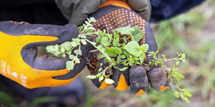 Köldknäpp största hotet mot höstsådden