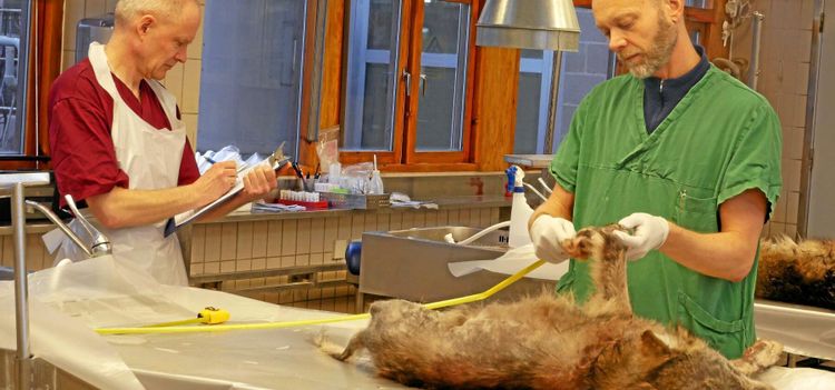 Här undersöks skabbvargarna