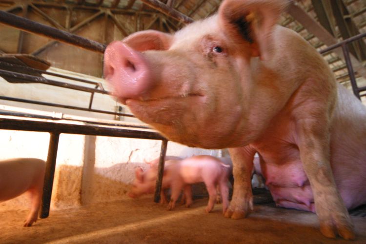 Sugga och smågrisar hos brasiliansk grisuppfödare. Arkivbild.