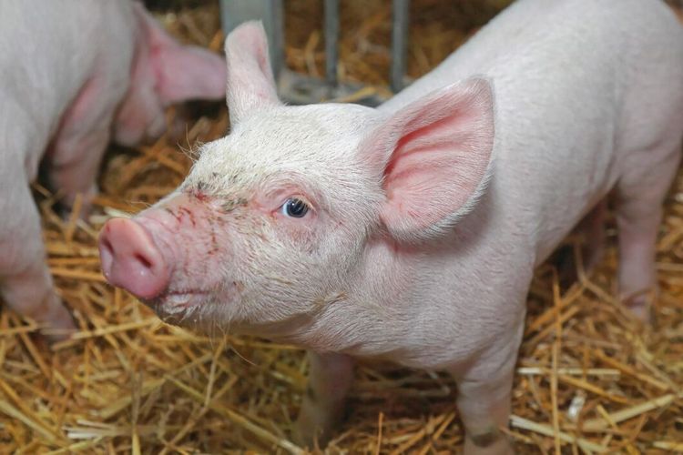 ”Lukt är något som tillhör livet på landet”