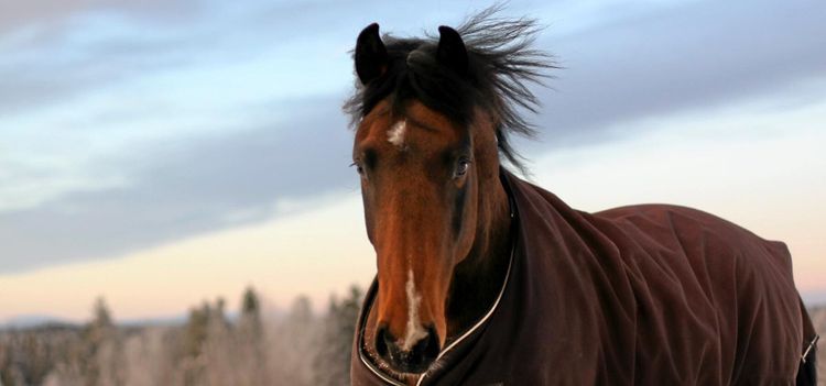 Jämtska hästar vinner mark