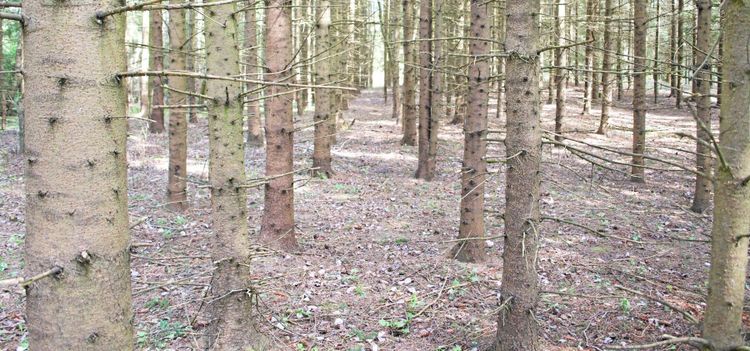 Glöm odling i rader och rutnät