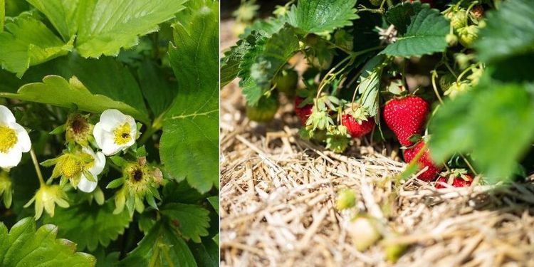 Trots frosten – jordgubbarna räddade till midsommar
