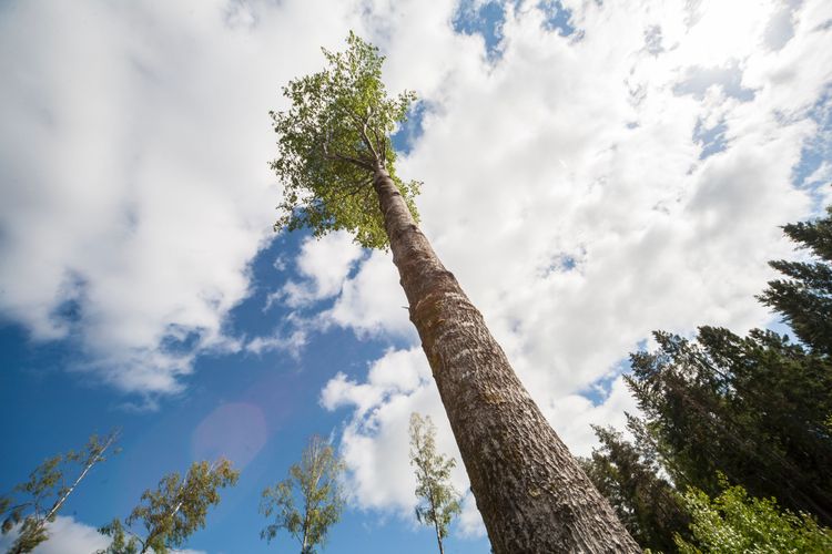 Naturhänsynen i det finska skogsbruket förbättrades under 2016. Men fortfarande behövs fler naturvårdsträd, helst grova lövträd.