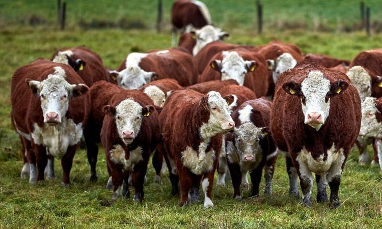 Pengar att söka för köttproducenter