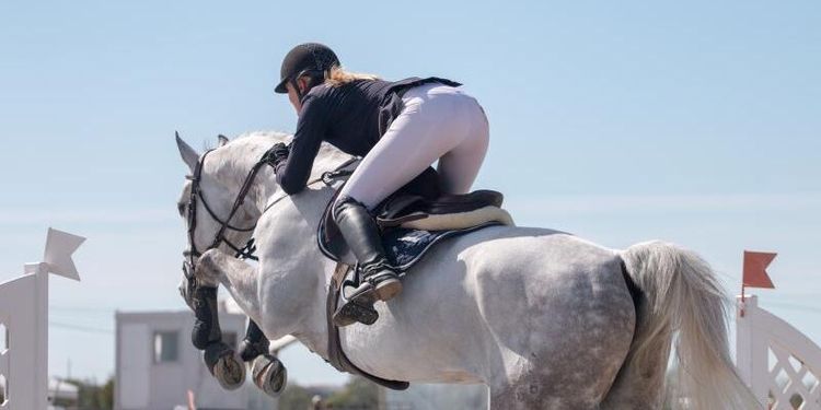 Lagkrav kan stoppa hästutbildning