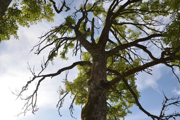 Ny metod kan rädda askar