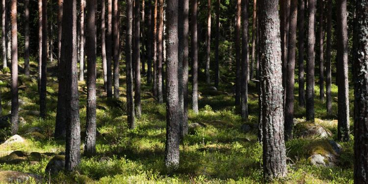 EU:s jordbruksministrar: Skogen är inte EU-politik
