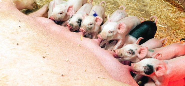 Svenska grisar dyra i drift