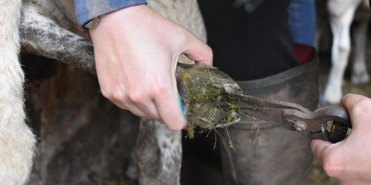 Smittsam klövsjukdom oroar: ”Kostar jättemycket”