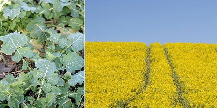 Årets rapsskörd: Högt pris och stor sådd