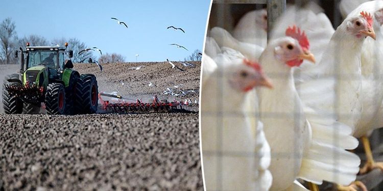 Fågelinfluensa ställer till det även för vårbruket