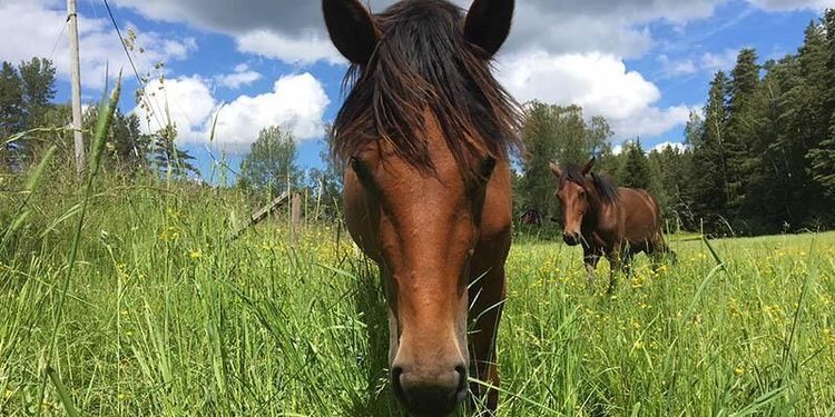 Lagändring kan ge lättnad för hästsäljare