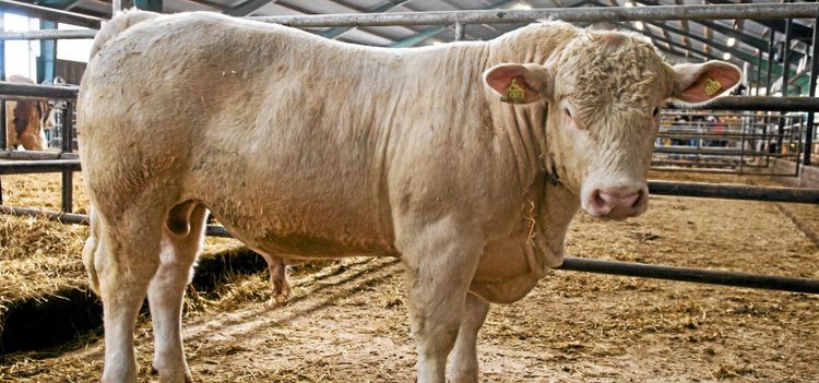 Biffiga typer under klubban