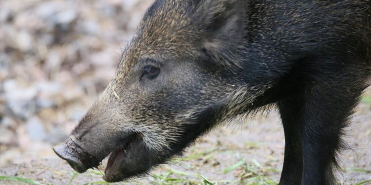 Växande oro för afrikansk svinpest